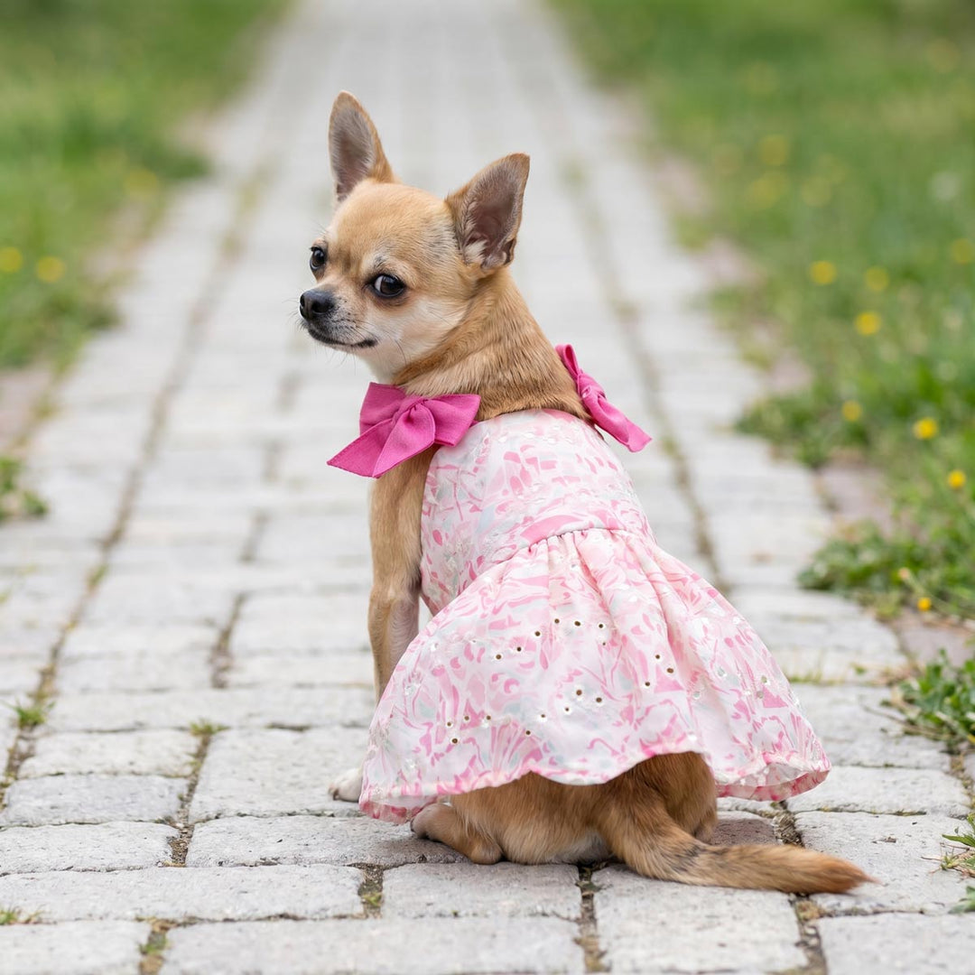 Chihuahua dress in a embroidered dog tutu in a street background