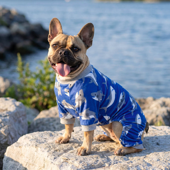 French Bulldog wearing a cozy pajamas for dogs in a seaside background