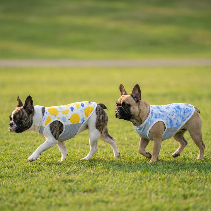 French Bulldogs walking on the grass in lemon & ice prints Summer dog uv protection shirts