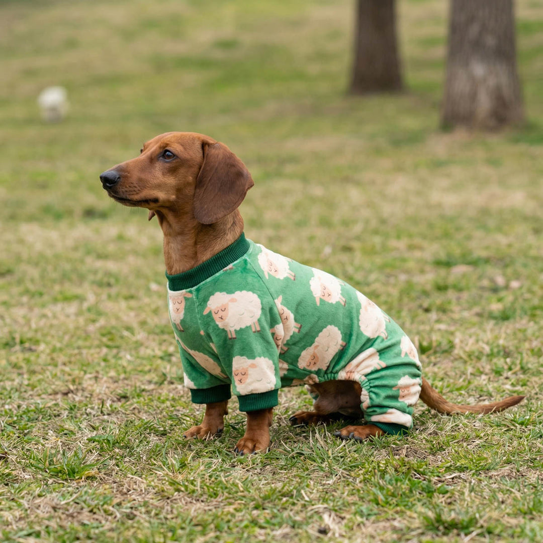 Dachshund wearing a funny sheep pajamas for dogs in a forest background