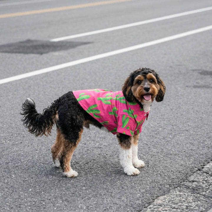 Small wearing a dog Hawaiian shirt with cactus prints and standing on road