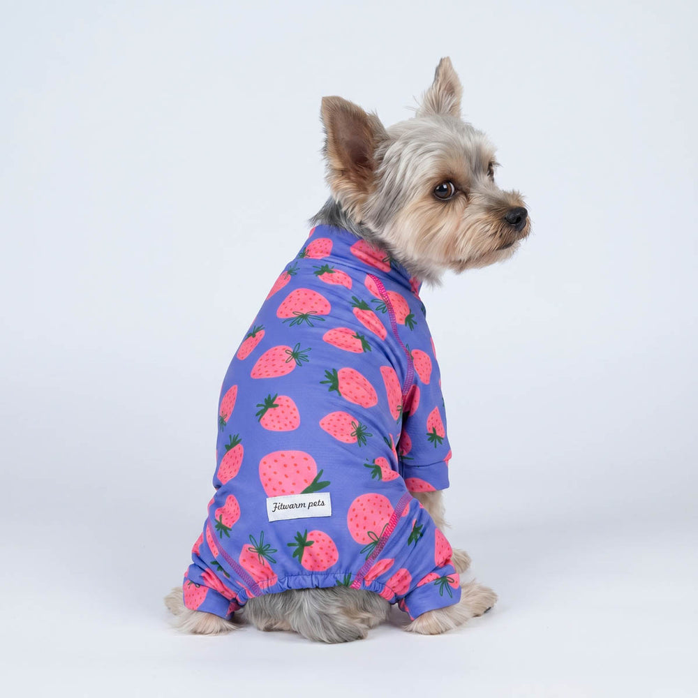 Yorkie sitting in a background with a UPF 50+ dog jumpsuit