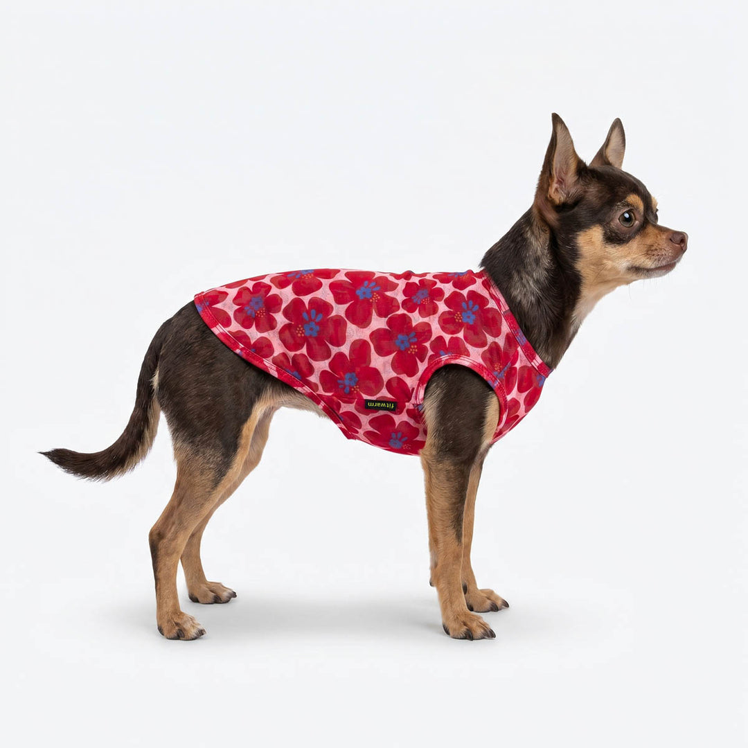 Small dog wearing a floral dog tank top on a white background