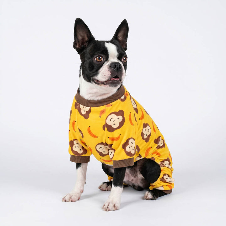 Boston Terrier sitting on the white background in a dog fleece pajamas with monkey and banana prints