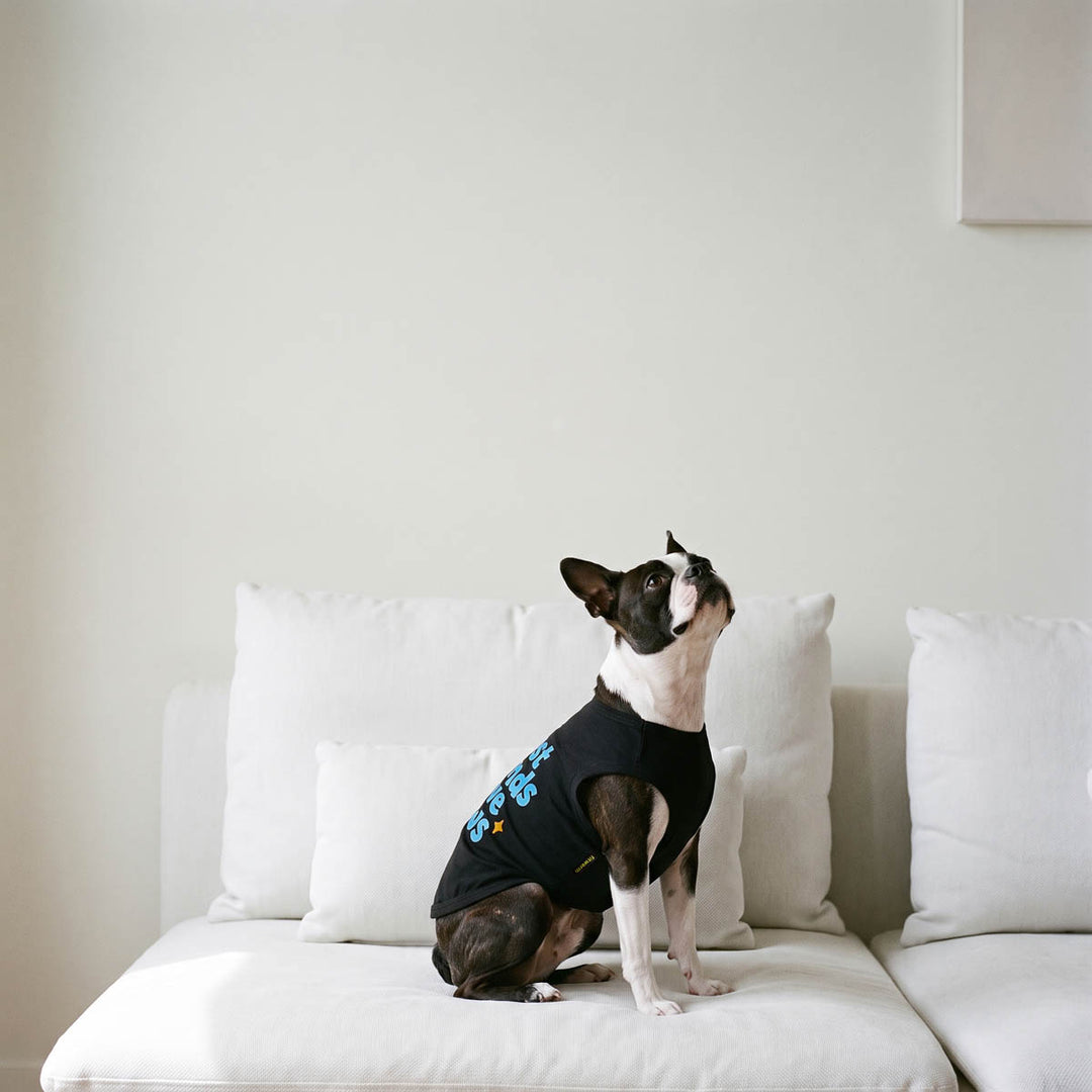 Boston Terrier sitting on the sofa with a black sleeveless shirt for dogs