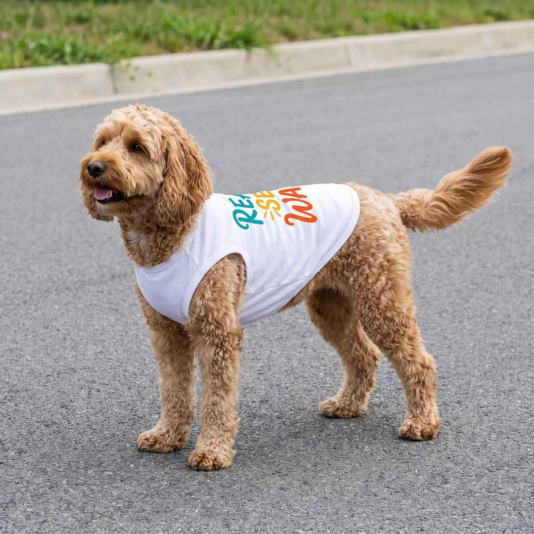 Small dog standing on a road with a dog summer tshirt, designed with 'Ready Set Wag' lettering