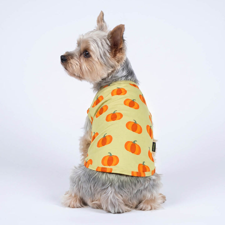 Back view of Yorkie wearing a Thanksgiving shirt for dogs with pumpkin prints