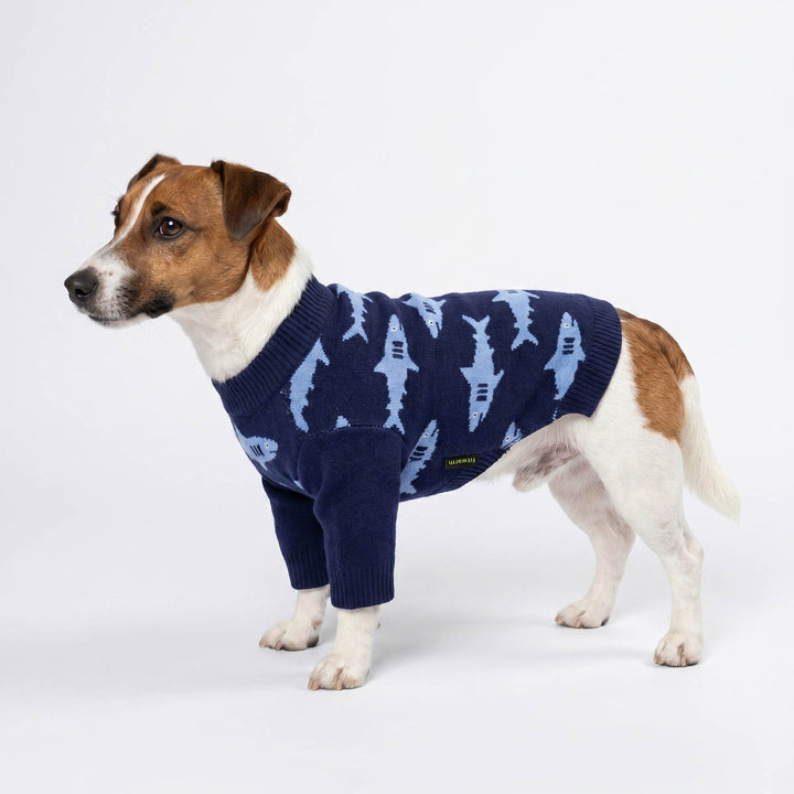 Jack Russell Terrier dog wearing a navy blue knit sweater with a light blue shark pattern, standing against a plain white studio background
