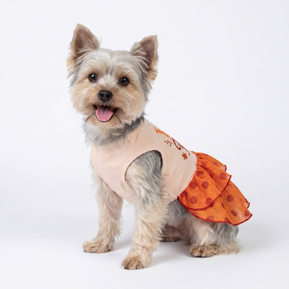 Yorkshire Terrier dog wearing fall dog tutu with an orange ruffled skirt featuring orange polka dots, posed against a seamless white studio background