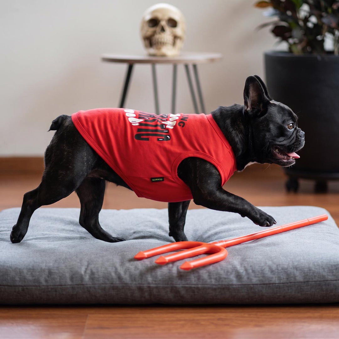 Black French Bulldog standing on a cushion with a Halloween shirt for dogs design with scary teeth prints and spooky 'Feeling Fangtastic' lettering