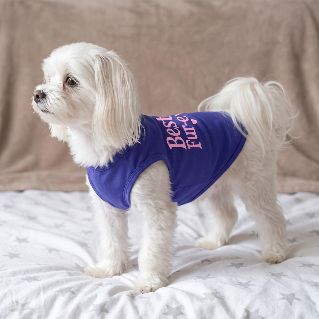 Small dog sitting on the bed and wearing a blue shirt for dogs
