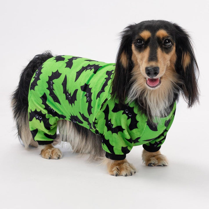 Cute dachshund dressed in green dog onesie decorated with playful black bat Halloween patterns