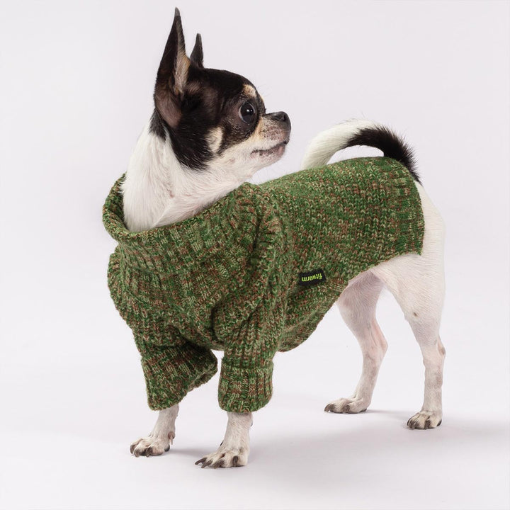 Adorable Chihuahua dressed in cozy green heather dog knitted sweater with a turtleneck design