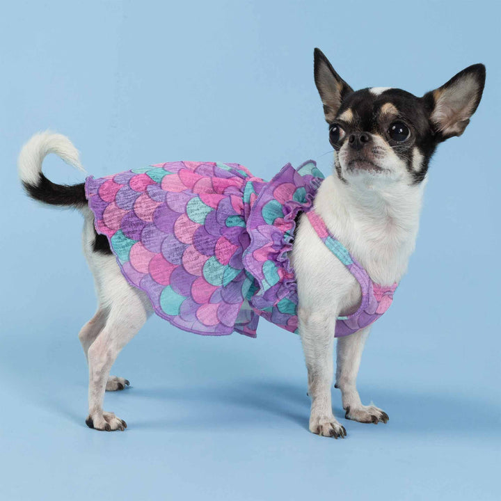 Chihuahua sitting calmly in a mermaid dog dress featuring purple and teal scale patterns against a soft blue backdrop