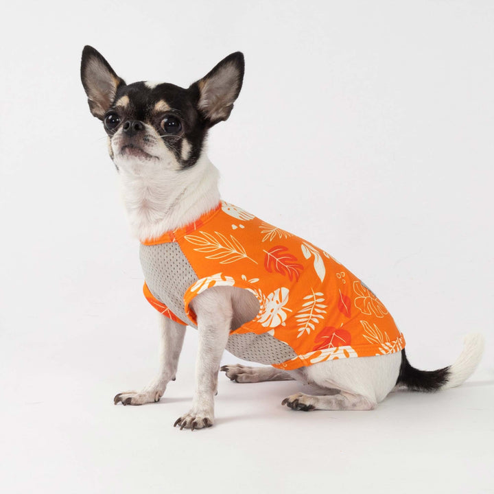 Chihuahua wearing a bright orange dog UV shirt with tropical leaf prints, sitting against a plain white background