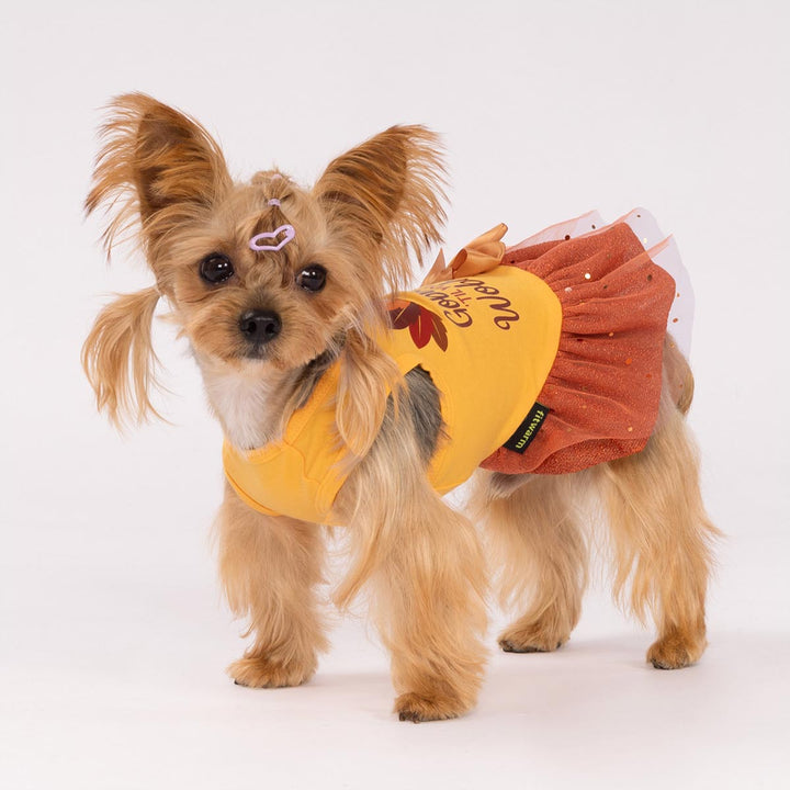 Small dog in festive turkey print Thanksgiving dog dress with sparkly orange tulle skirt