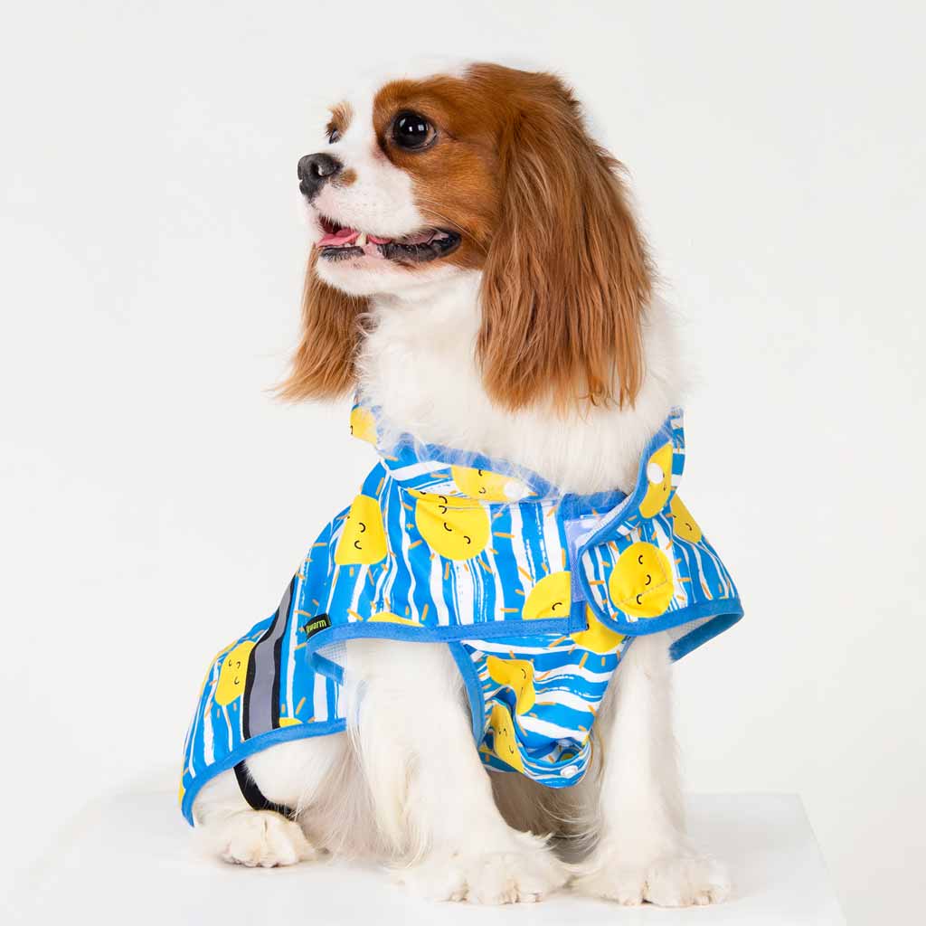 King Charles Spaniel in a Blue Striped Sun Dog Raincoat - Fitwarm Dog Clothes