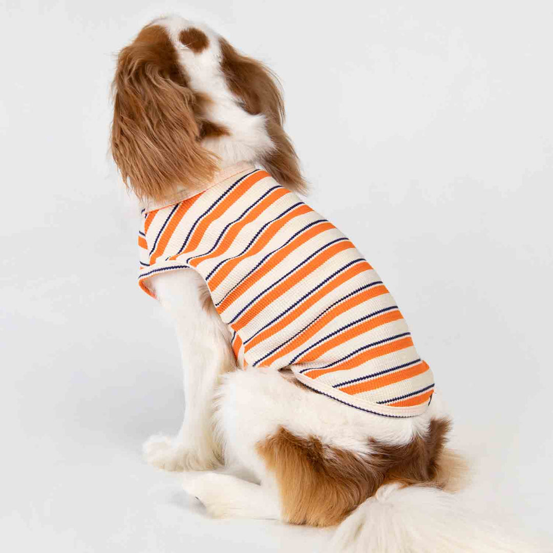 King Charles Spaniel in a Orange Waffle Striped Dog Shirt - Fitwarm Dog Clothes