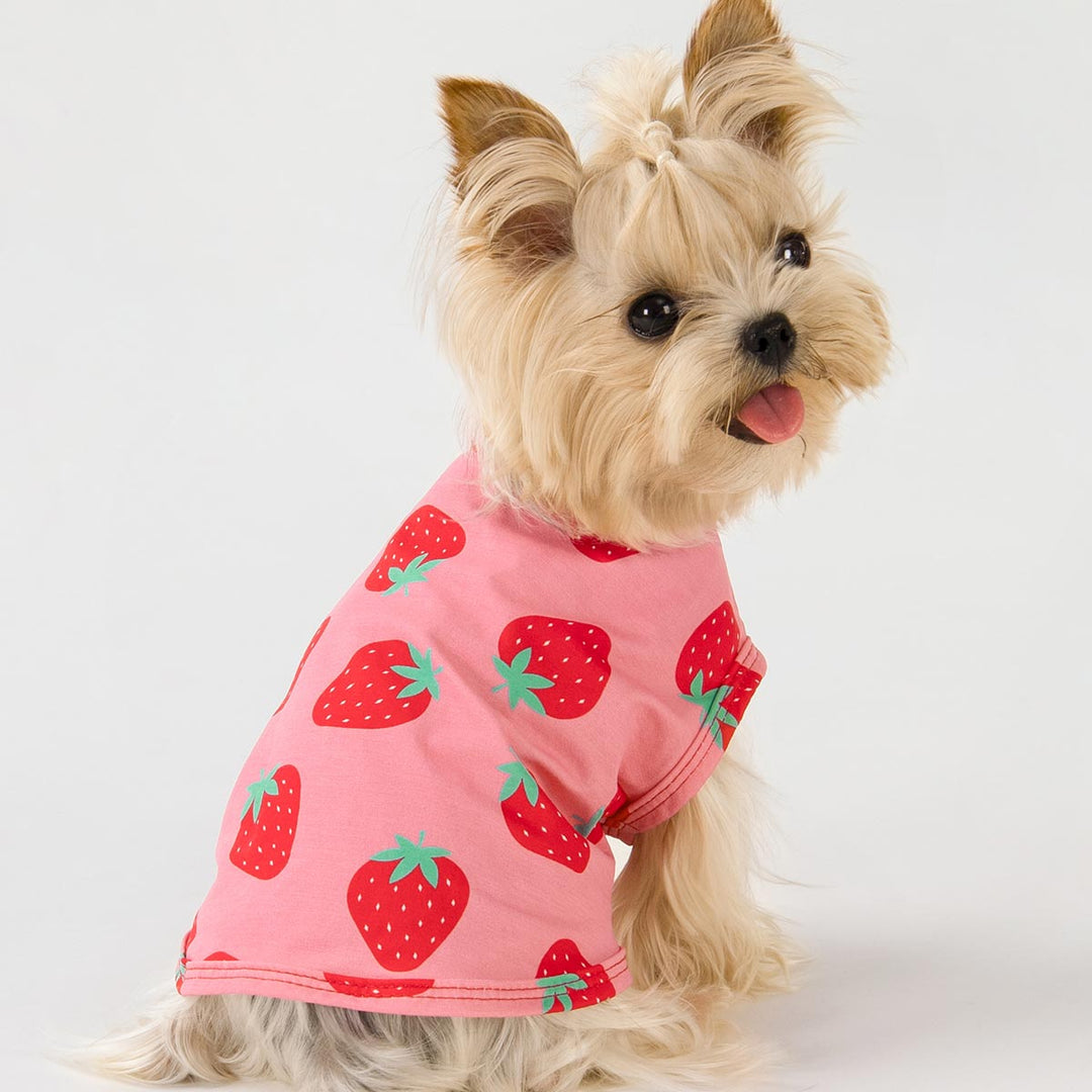 Dog In Sweater Meme Pack Dog Shirts Red Pink Summer Prints For Pups Fitwarm Dog In Sweater Meme Pack Dog Shirts Red Pink Summer Prints For Pups Fitwarm