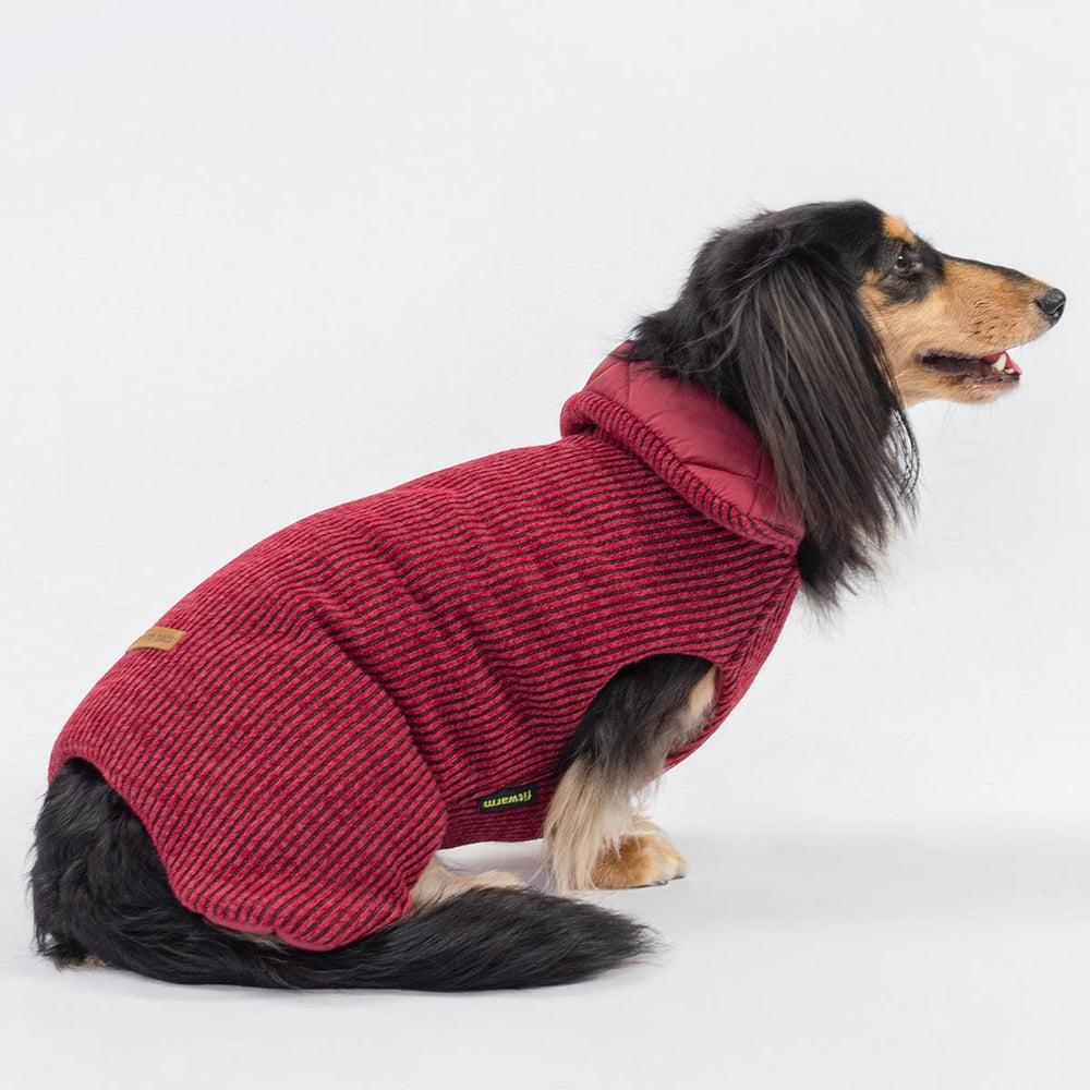 Dachshund wearing a red ribbed knitted dog coat