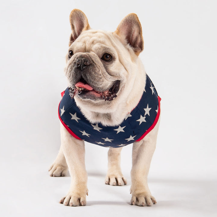 French Bull Dog in a Patriotic Star Dog Shirt - Fitwarm Dog Shirt