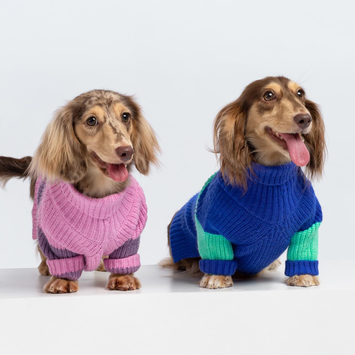 Color Block Dog Sweater | Cozy Turtleneck Knitwear – Fitwarm