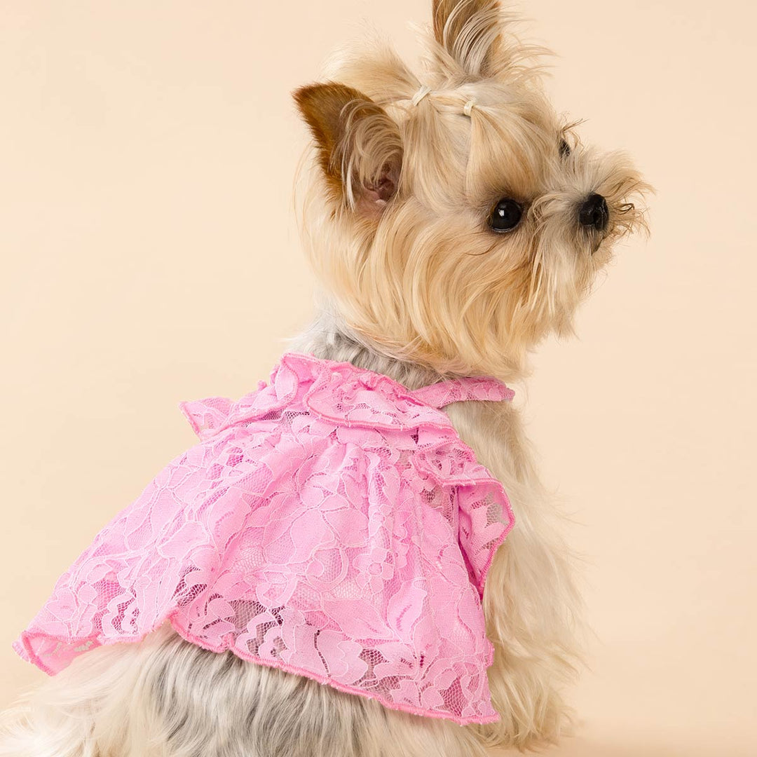 Lace Dog Dress | Elegant Summer Style Fitwarm Lace Dog Dress | Elegant Summer Style Fitwarm