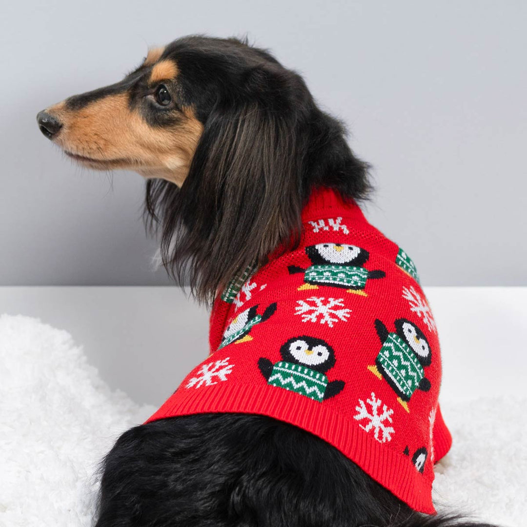 Small dog posing indoors in bright red dog fleece sweater decorated with holiday patterns