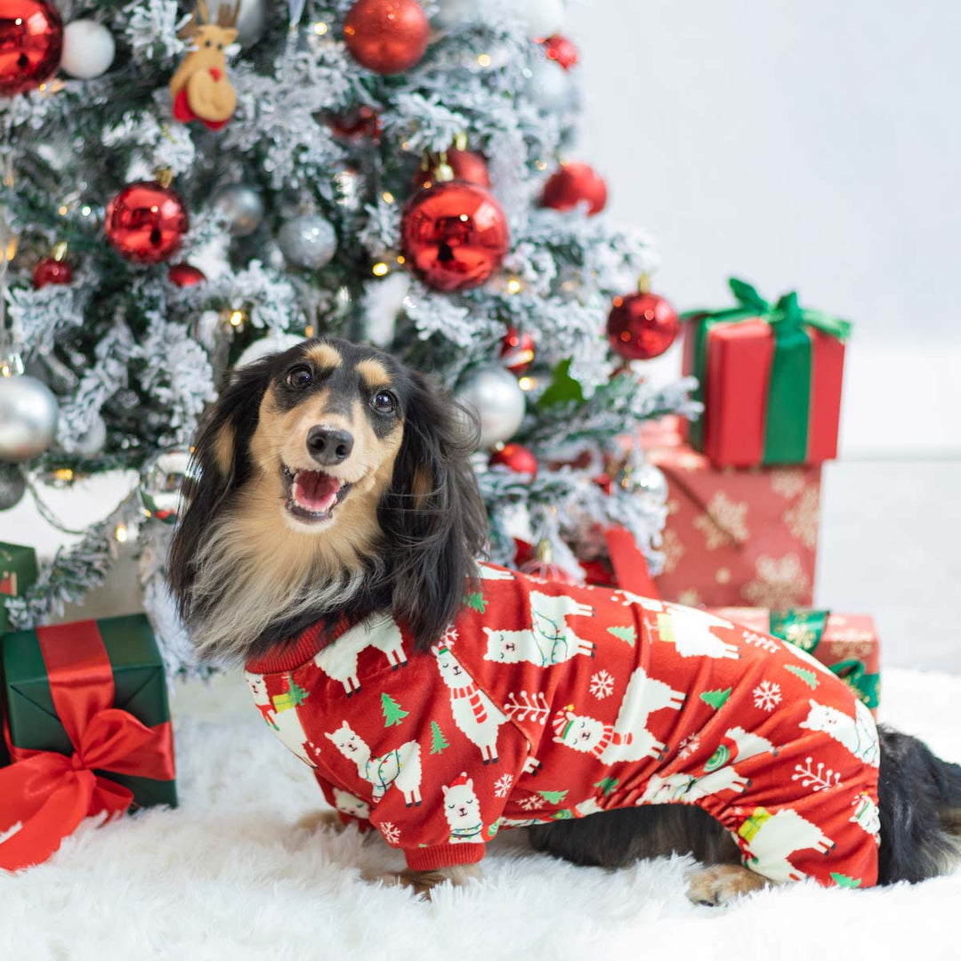 Dachshund wearing red Christmas dog pajamas with alpaca prints posing by festive tree and gifts