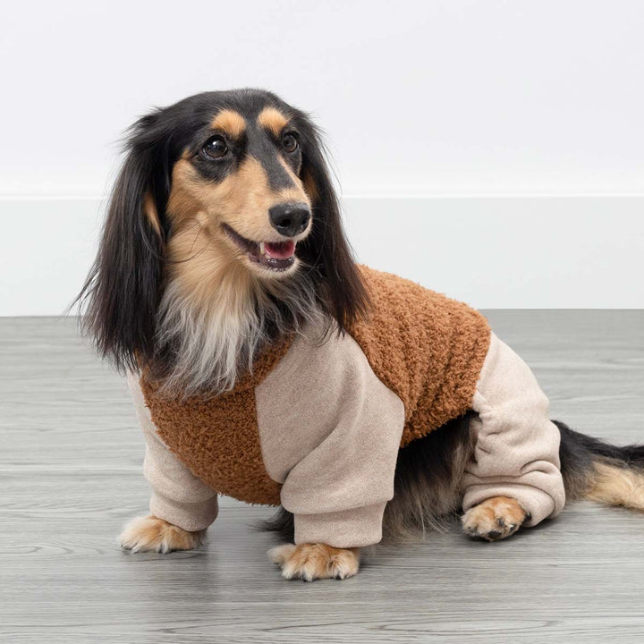 Cute dachshund showing off casual dog onesie with cozy textured fabric