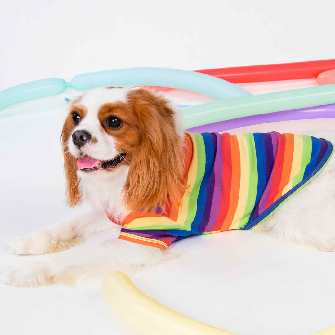 King Charles Spaniel in a Colorful Rainbow Dog Shirt - Fitwarm Dog Clothes