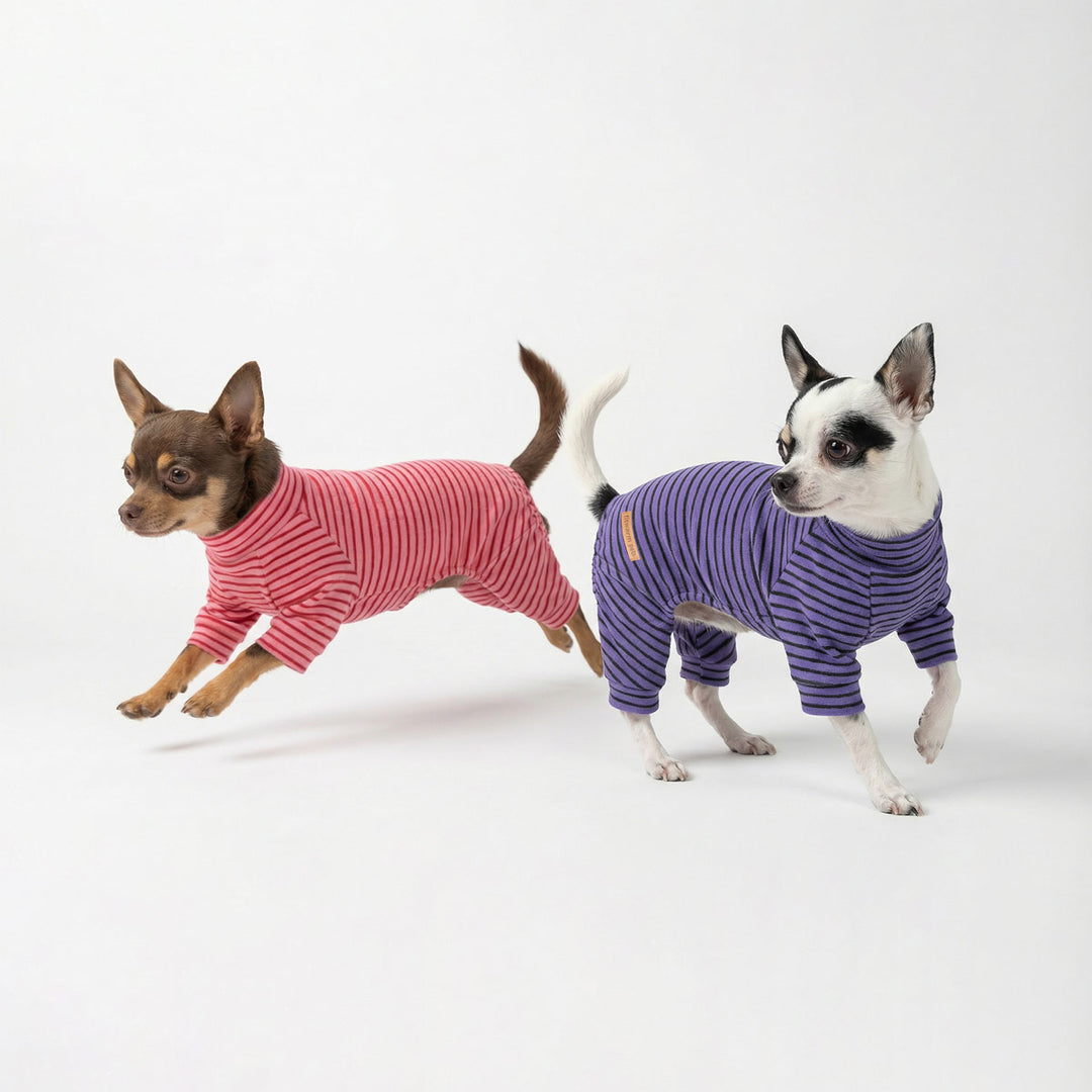 Two small dogs wearing striped dog onesies, one pink and one purple, running and posing on a white studio background.