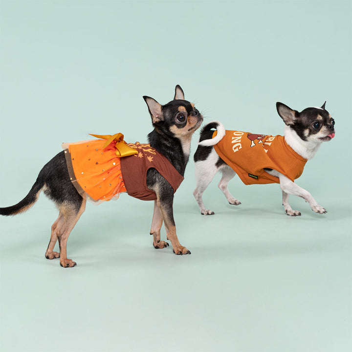 Two Chihuahuas wearing thanksgiving outfits, one in orange dog dress and one in brown dog shirt