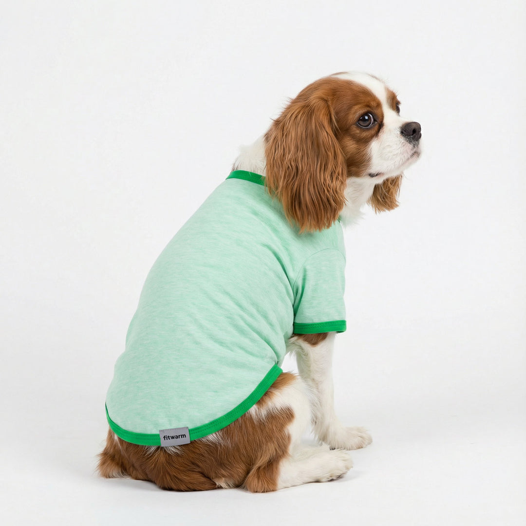 Cavalier King Charles Spaniel sitting in mint green dog tshirt on white background