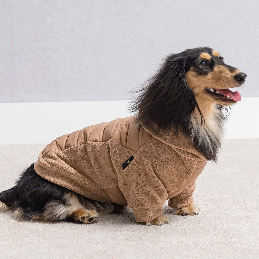 Cute dachshund dressed in brown dog hoodie looking happy with tongue out