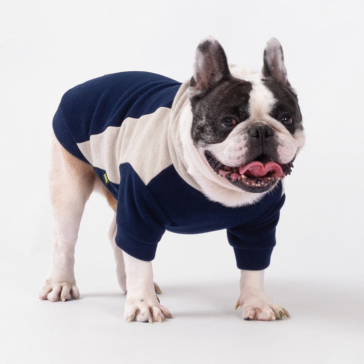 French Bulldog wearing navy and beige color block dog hoodie