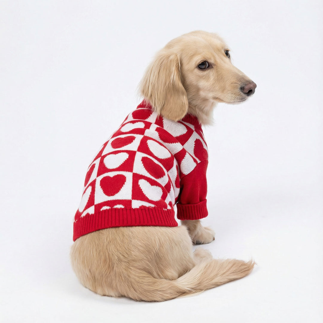 Dachshund sitting on the floor with a red and white dog Valentine sweater