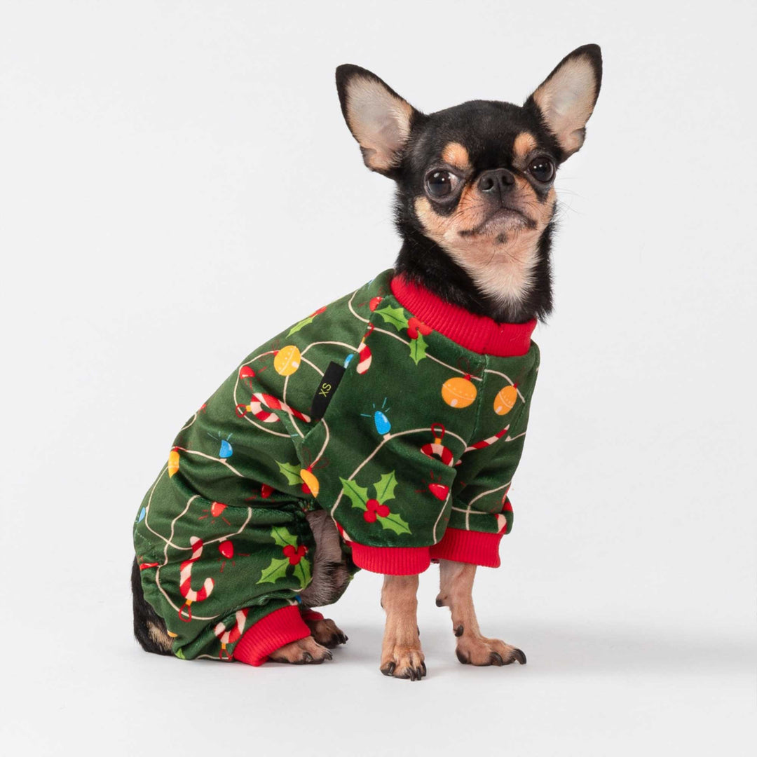 Cute dog in green Christmas dog pjs featuring holly and candy canes