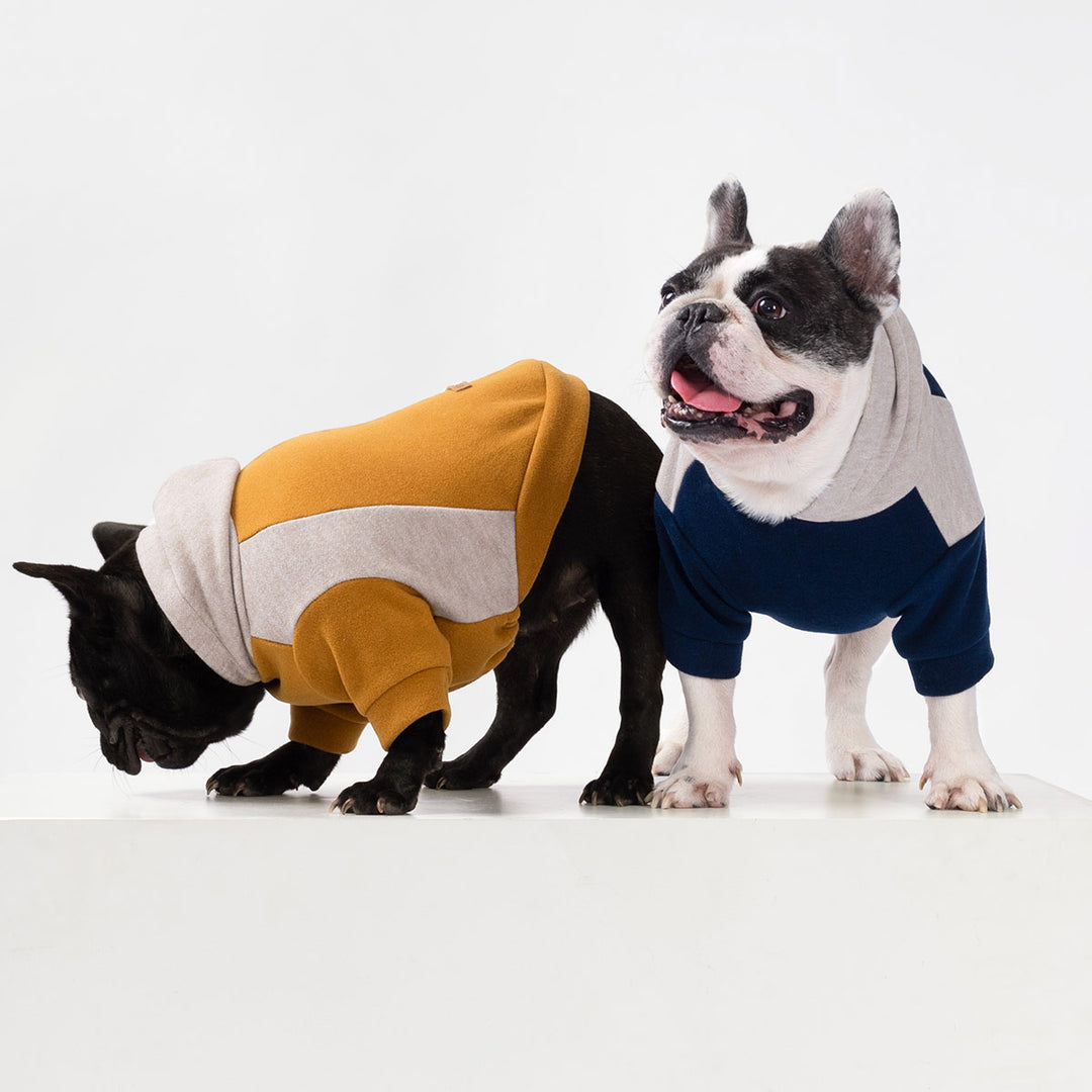 Two French Bulldogs wearing stylish color block hoodies for dogs in mustard and navy on white background