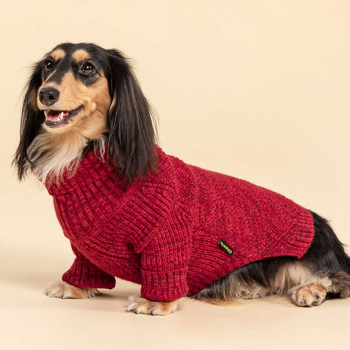 Small dachshund in soft red dog turtleneck sweater, standing sideways on studio backdrop