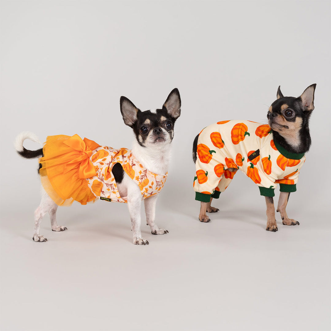 Pair of small dogs dressed in pumpkin print dog pajamas and orange dog dress for fall season