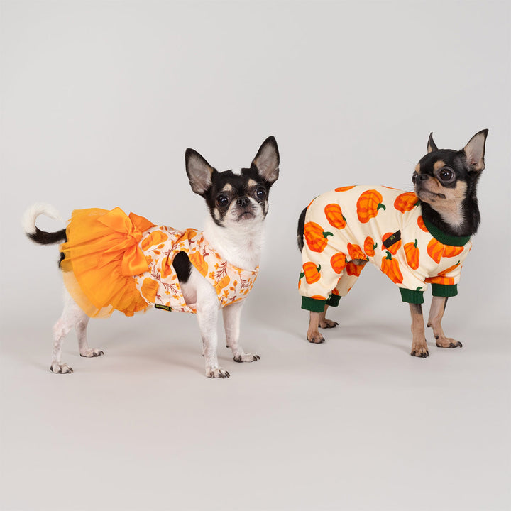 Pair of small dogs dressed in pumpkin print dog pajamas and orange dog dress for fall season