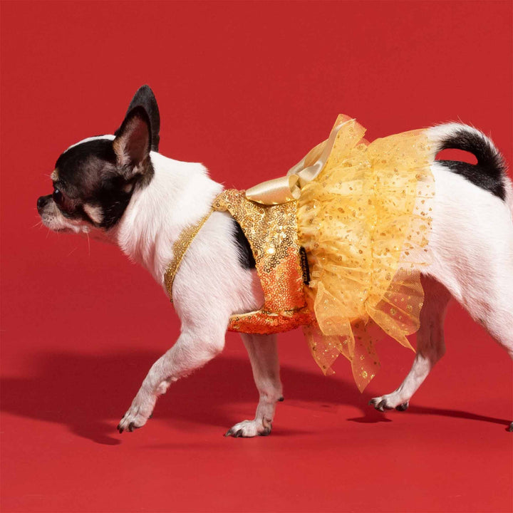 Tiny pup wearing a shimmering gold dog dress, photographed on a bright red Christmas-themed background