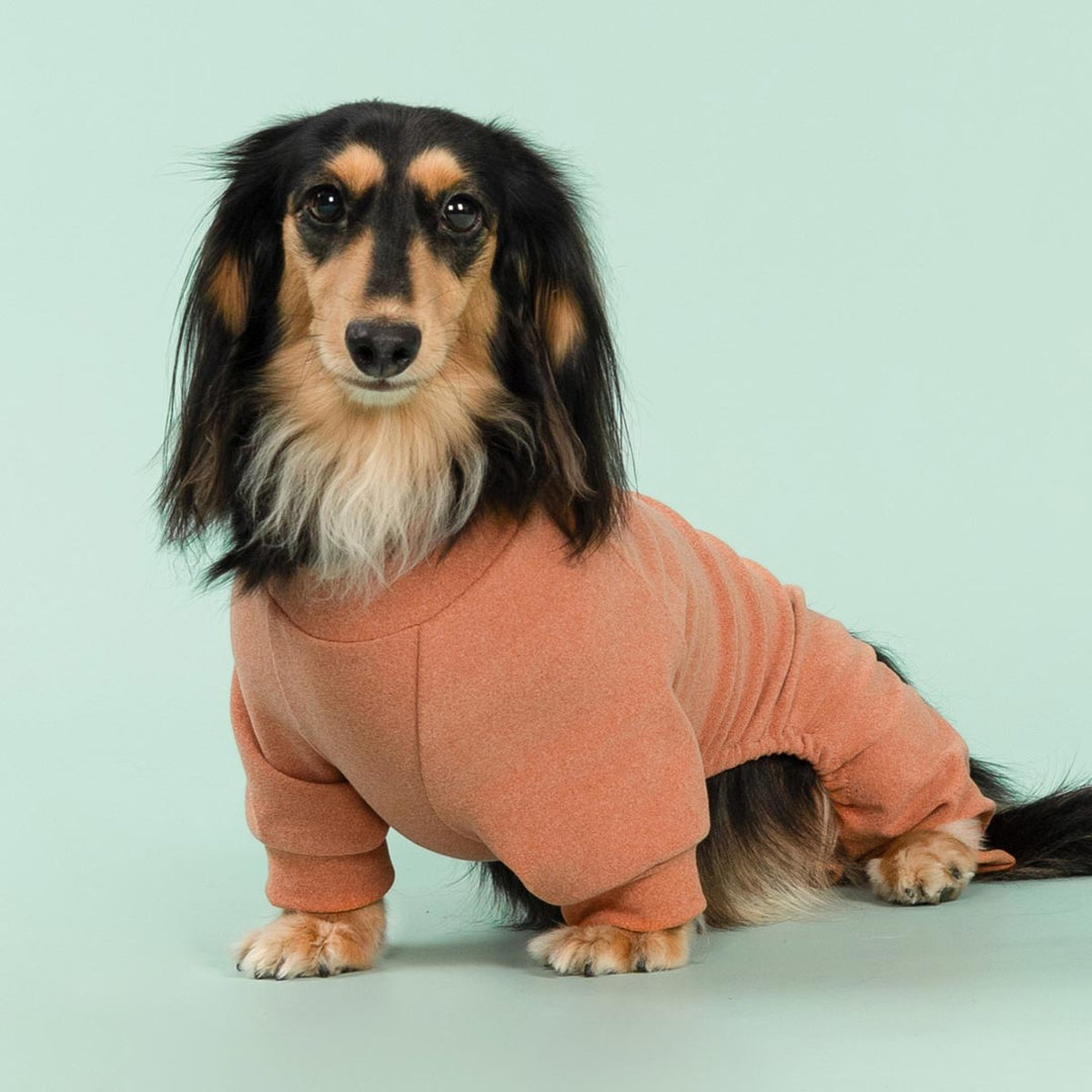 Dachshund wearing orange dog onesie sitting on mint green background