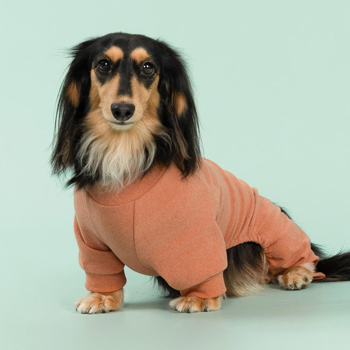 Dachshund wearing orange dog onesie sitting on mint green background