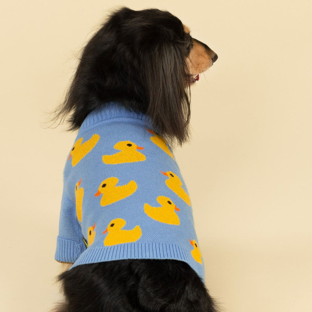 Small dachshund modeling stylish dog sweater in blue with bright yellow duck pattern