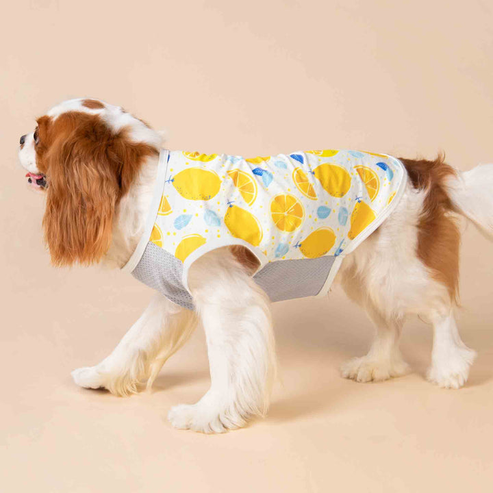 King Charles Spaniel in a Lemon Dog Shirt - Fitwarm Dog Clothes