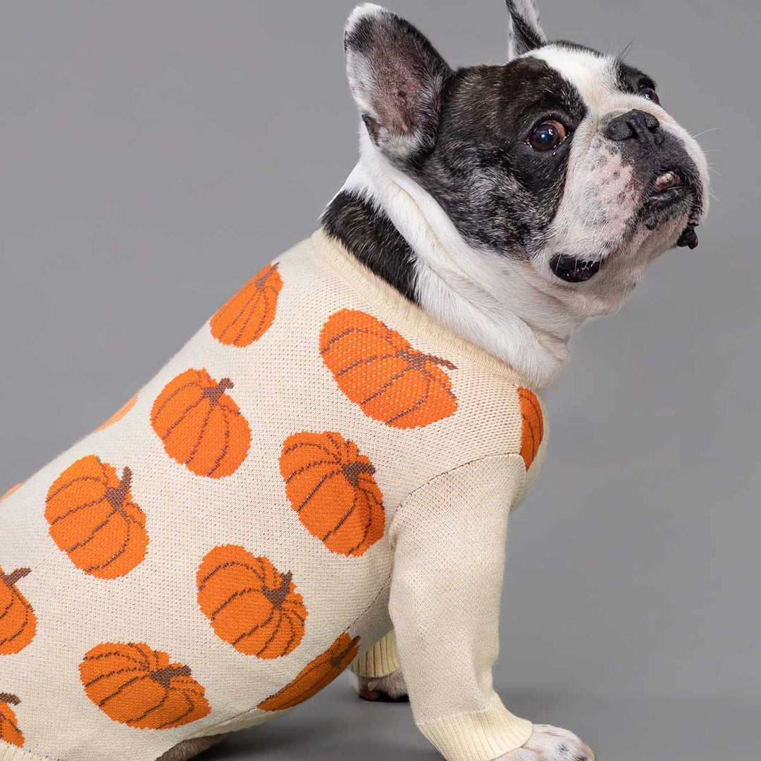 Dog wearing a cream dog sweater with allover orange pumpkin