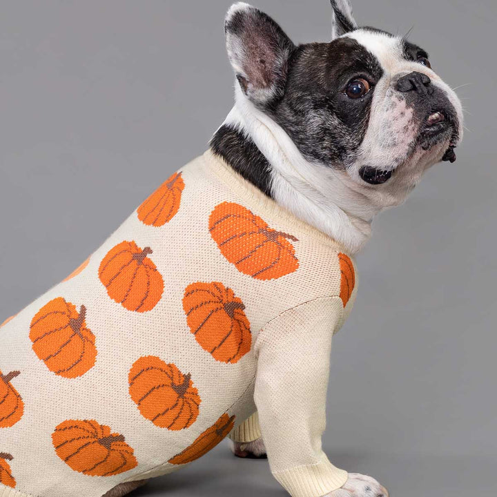 Dog wearing a cream dog sweater with allover orange pumpkin