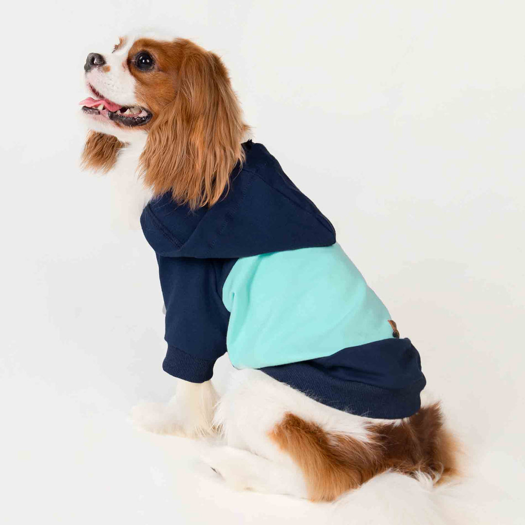 King Charles Spaniel in a Color Block Dog Hoodie - Fitwarm Dog Clothes
